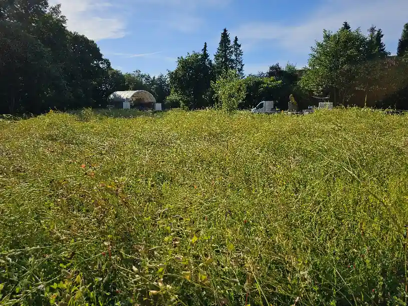 Blühwiese nahansicht