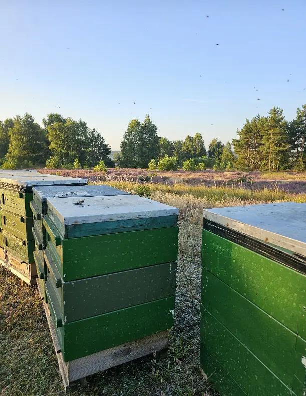 Patenvolk in der Heide