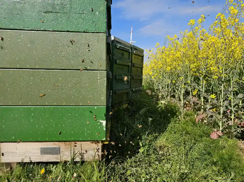Patenvolk im Raps