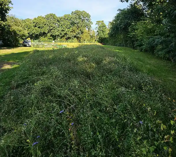 Blühwiese in voller Pracht