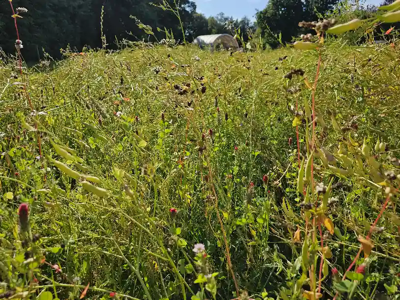 Blühwiese nahansicht