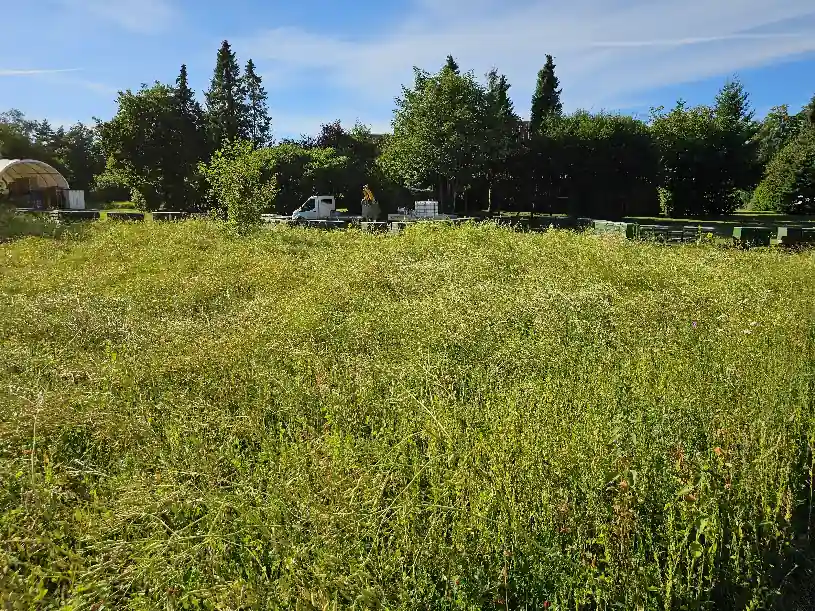 Blühwiese