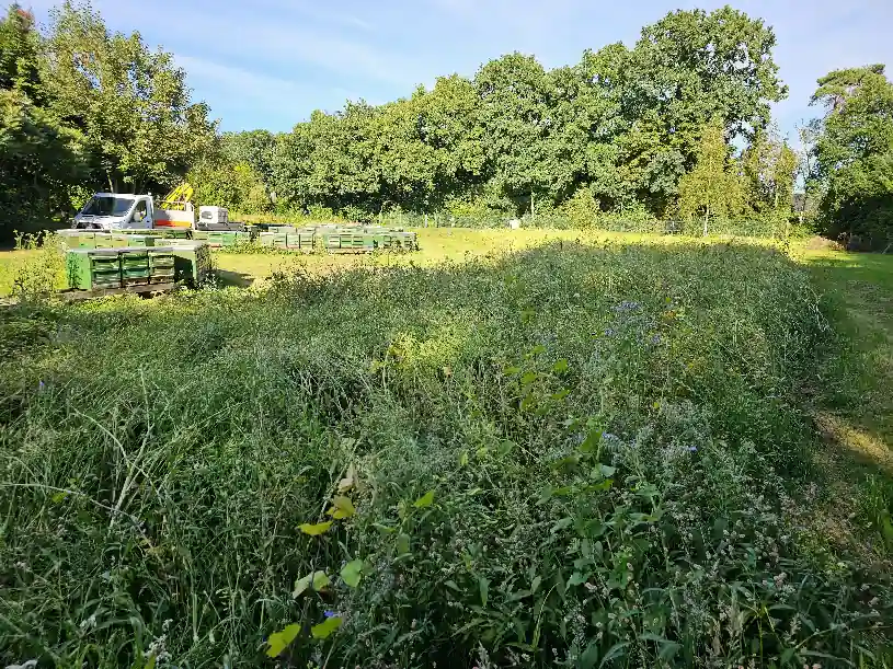 Blühwiese ausgewachsen